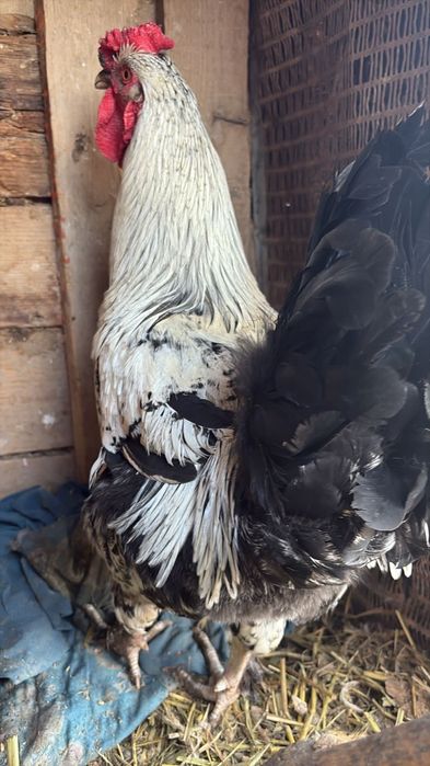 Срочна тауық тар