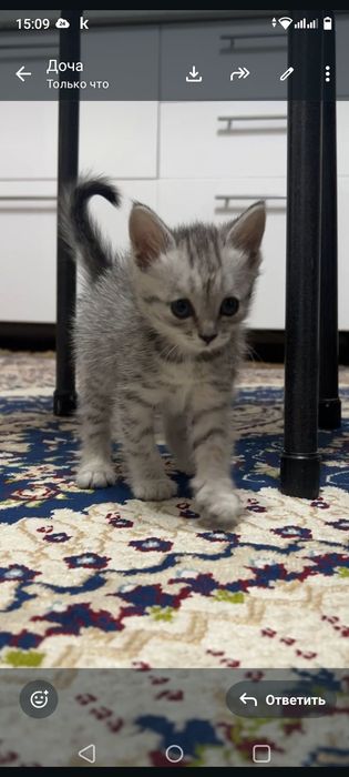 котенок в хорошие руки