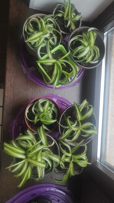 Хлорофитум бони кучерявый