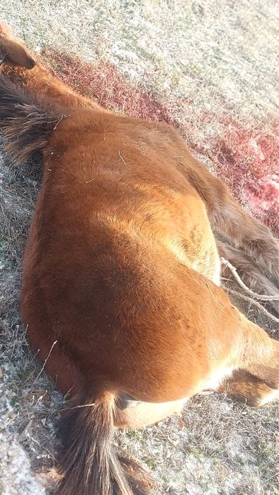 Жабағылар соғымға сатылады