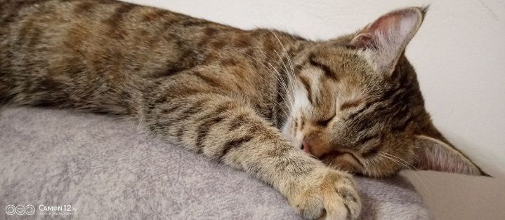 Котенок кошка в добрые руки