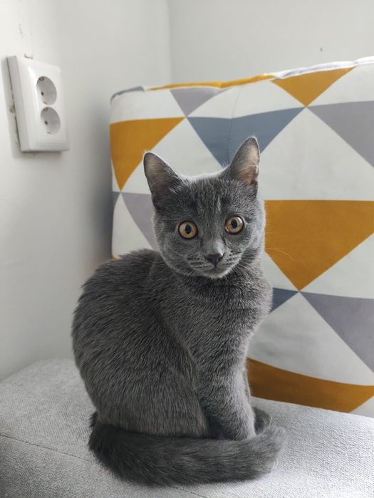 Отдам в добрые руки