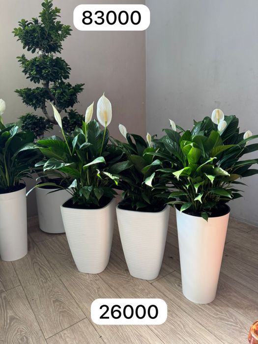 Женское счастье спатифиллум Долларовое дерево замиокулькас доставка