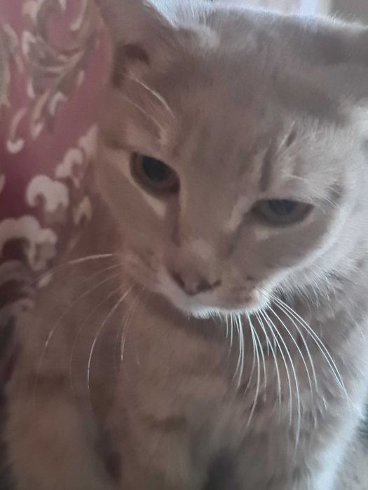 Молодая кошечка в добрые руки