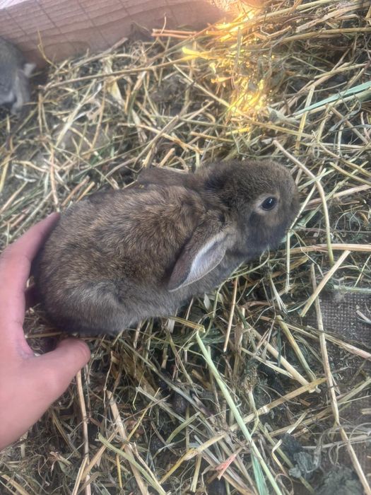 Vând iepuri cap de leu curcit cu iepure de casa