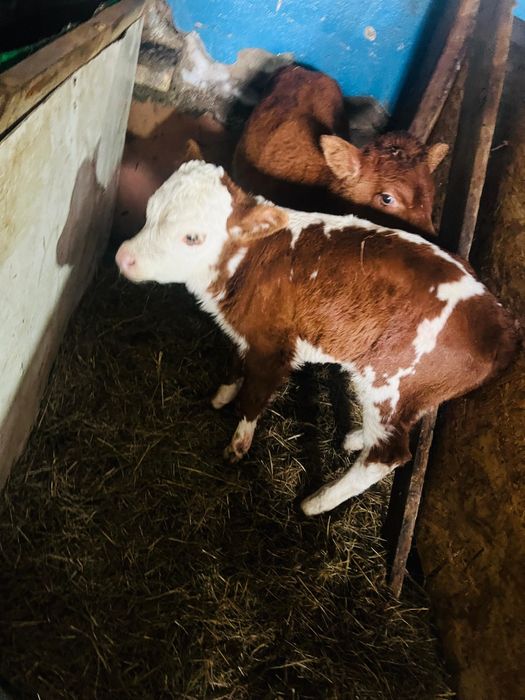 Продается коровы.