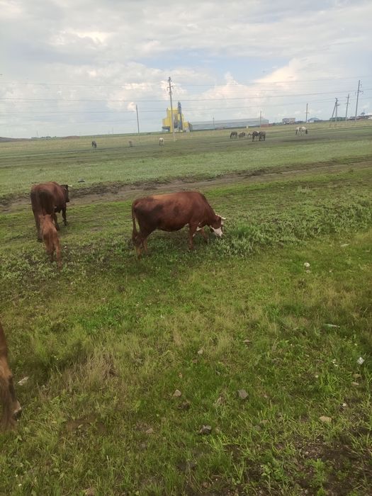 Продаём 3 летнюю стальную нетель