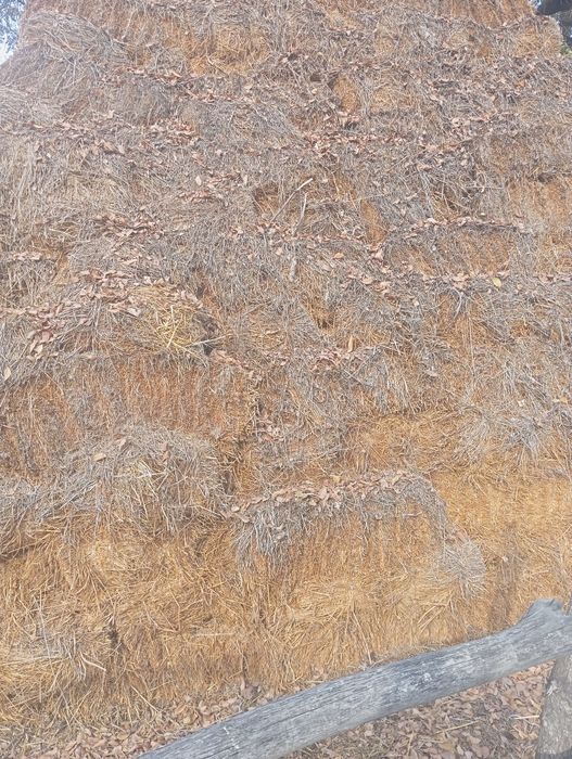 Шоп сено кылтак тикен жок 400 тен