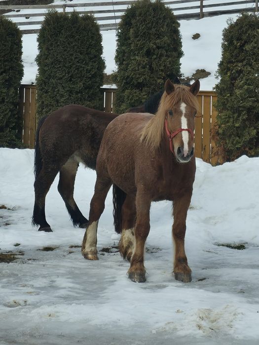 Vând mânză gestantă, 3,5 ani