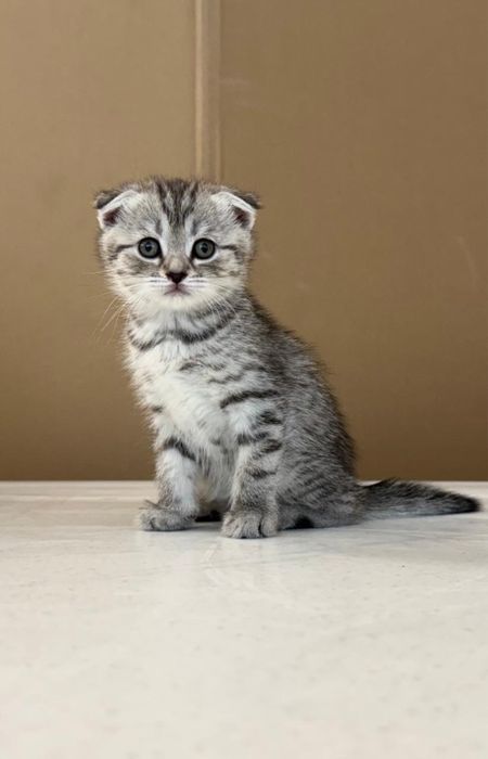 Продам породистых котят