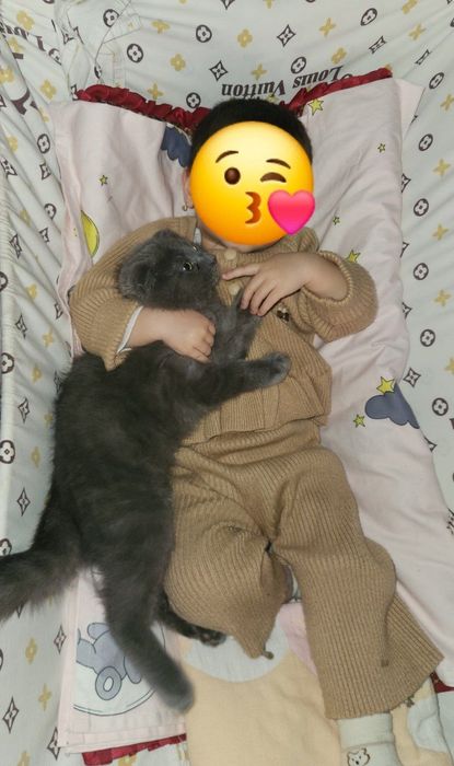 Mushuk skotish fold oʻgʻil toza zot