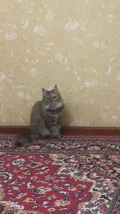 Model aktrisa Shauna Leni fotosurati