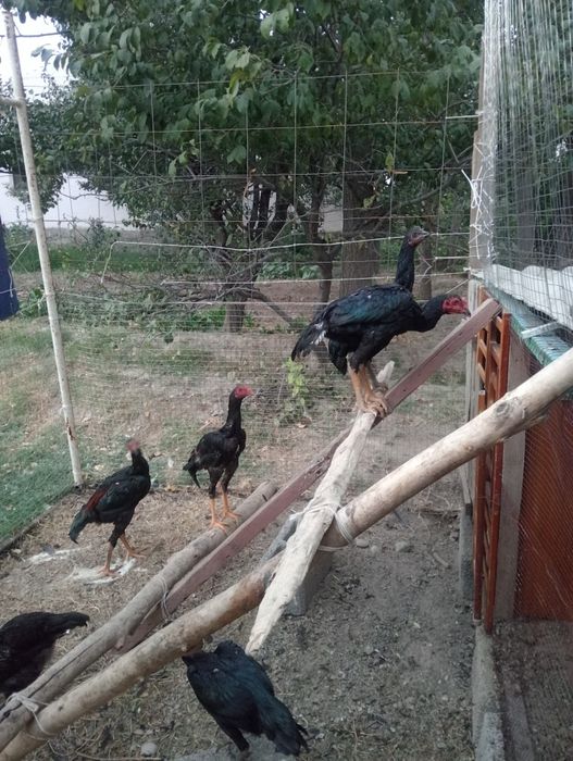 3 куры 3 петуга тайго