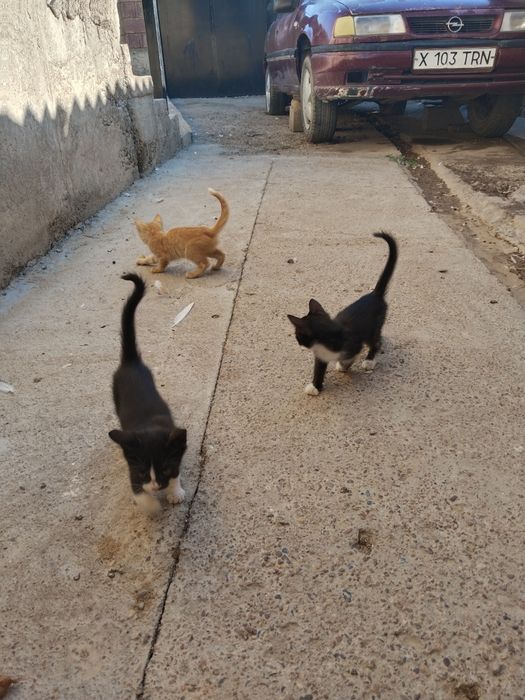 Кошки малчик 3 шиук
