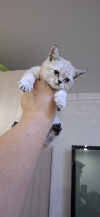 Британские милые котята