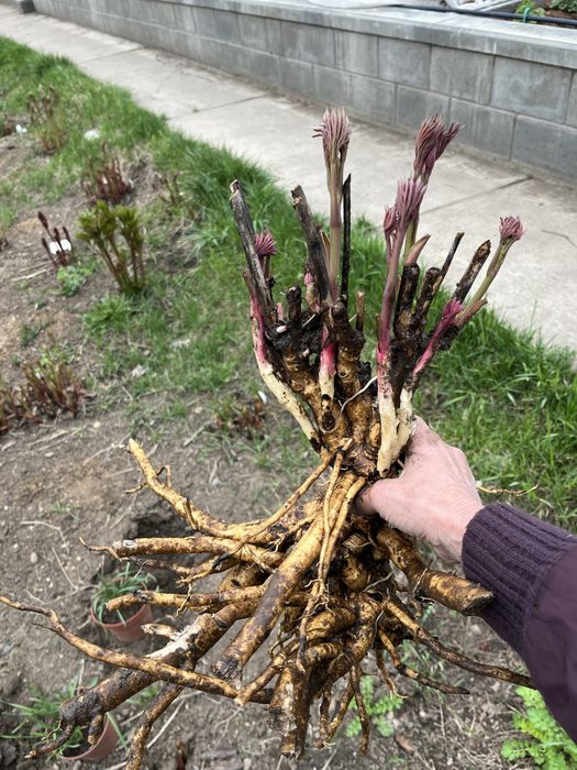 Продаю пион Бартзелла