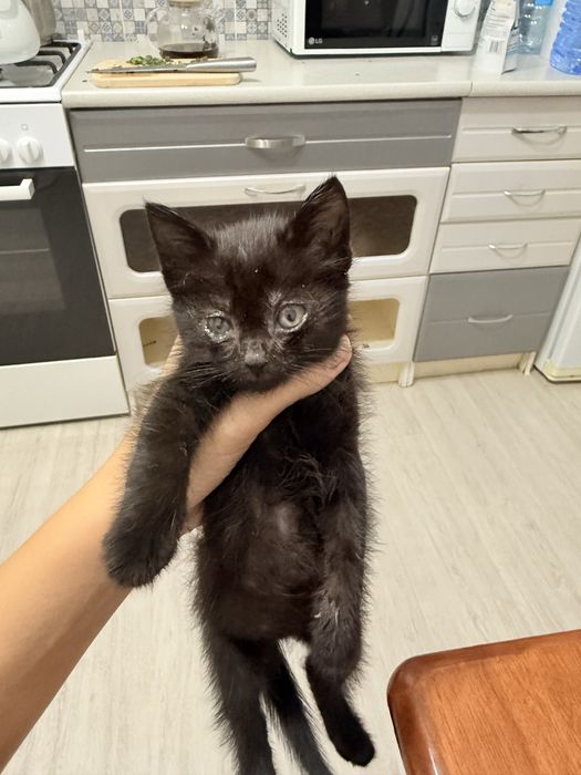 Котенок 1,5 месяца