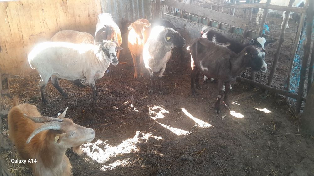 De vânzare ce se vede 0760914612