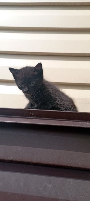 Отдам котят в хорошие руки