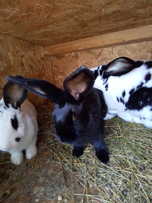 Vând iepurași din rasa fluture german