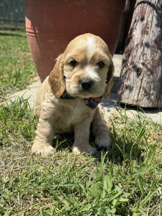 Fetita Cocker spaniel