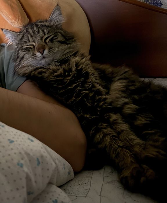 Отдается кот в добрые руки очень срочно