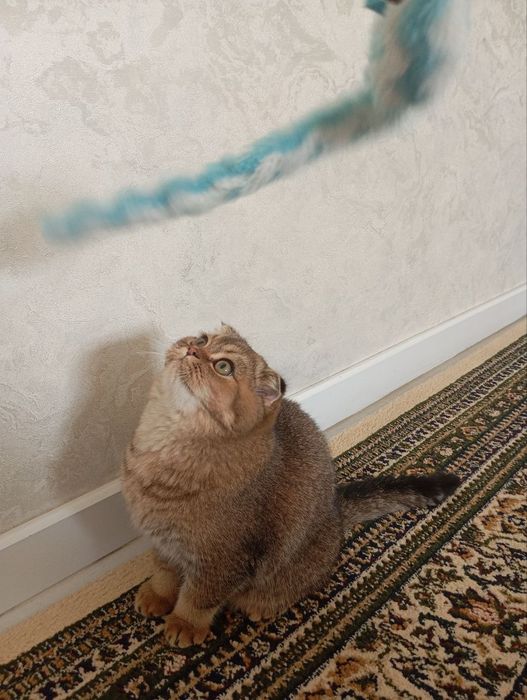 Mushuk sotiladi zolotaya shinshilla ny25