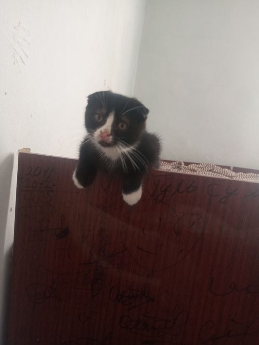 Срочно продается Скотиш фолд мальчик