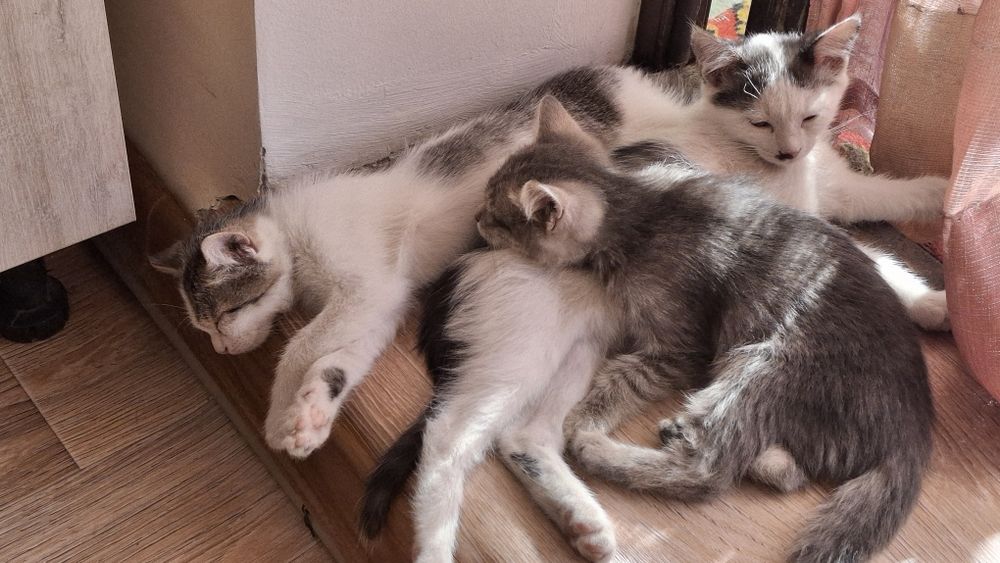 Котята (мальчики)