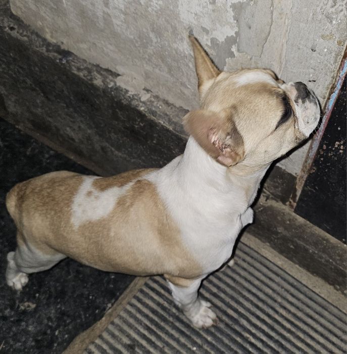 Продам французский бульдог