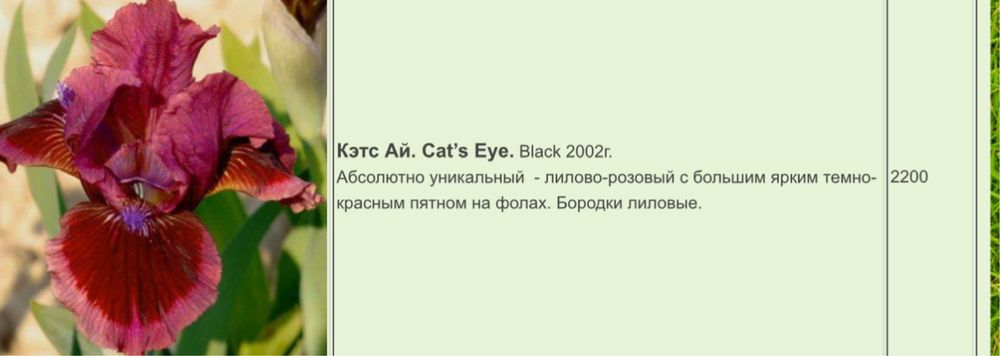 Уникальный карликовый Ирис