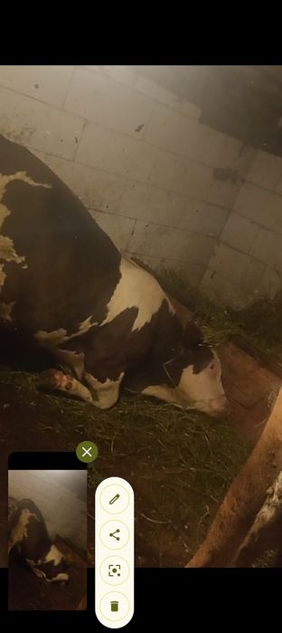 Vând taur un an și 4 luni