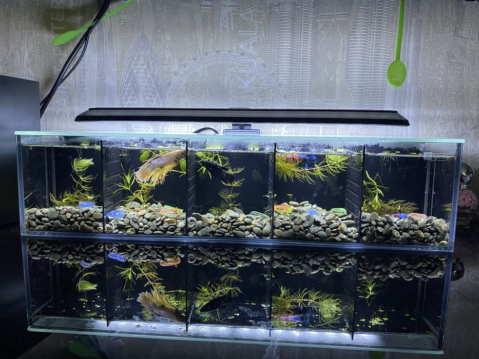 Аквариум для петушков (Betta)