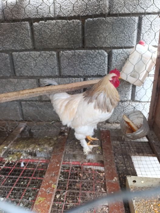 Продам брама путух молодой