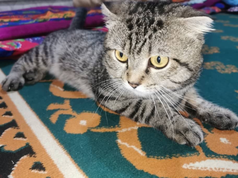 Скотиш       Фолд