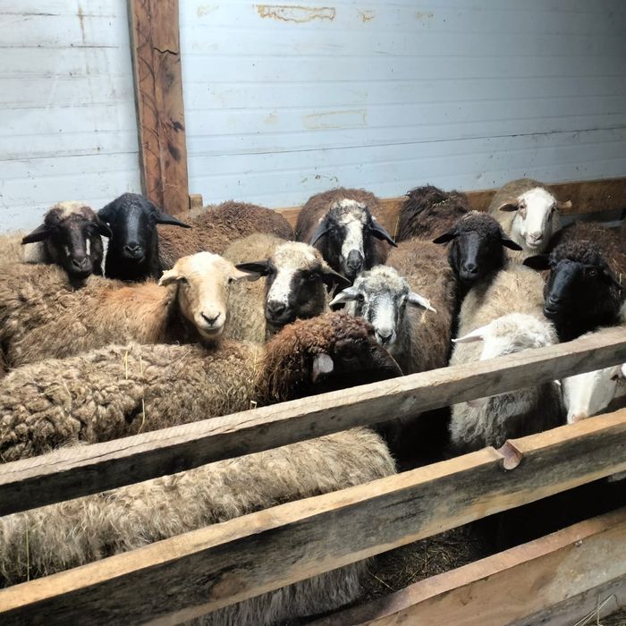 Қой, тоқты Ильинка(Қараөткел)