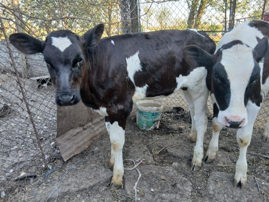 Vițică Holstein pur
