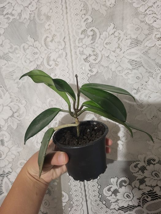 Hoya carnosa puiuț