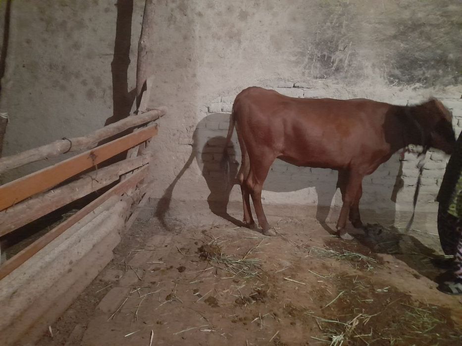 Yeyishiga javob hamma narsa yeydi