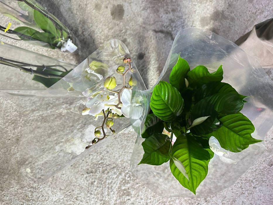 Орхидея  / Архидея  / женские счастья/цветы  /  Гул