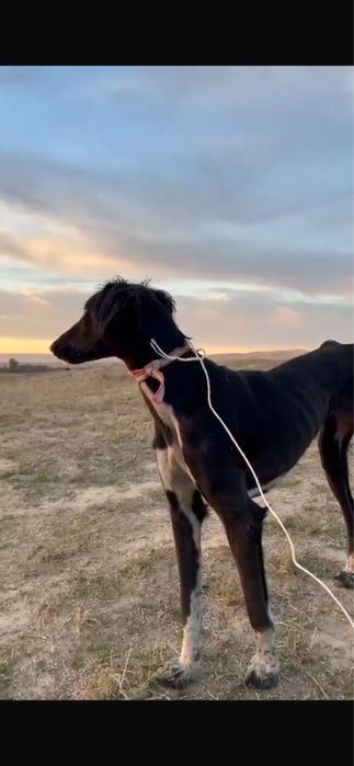 Тазы күшіктер сатылады