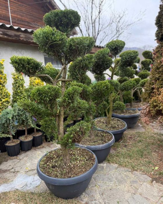 Plante Ornamentale pentru Amenajări Exterioare