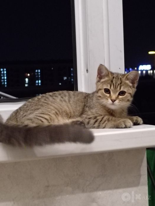 Мушук сотилади срочно