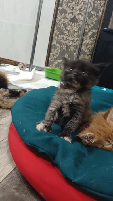 Мейкун котята мейн кун.