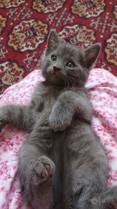 Котик в подарок в добрые руки