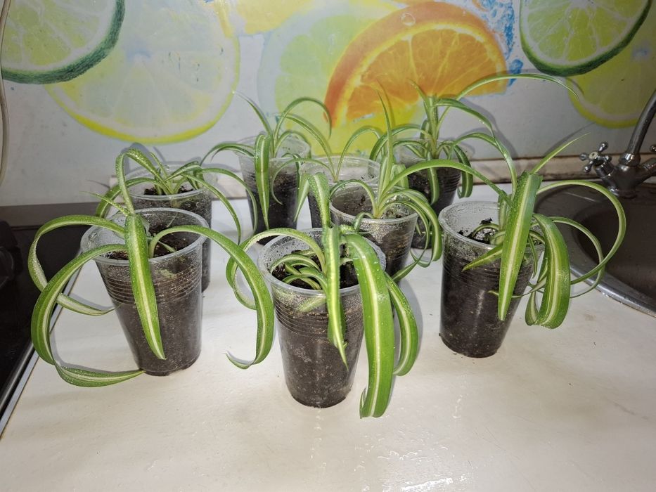 Продам Хлорофитум Кудрявый Бонни Вариегатный, укорененные черенки