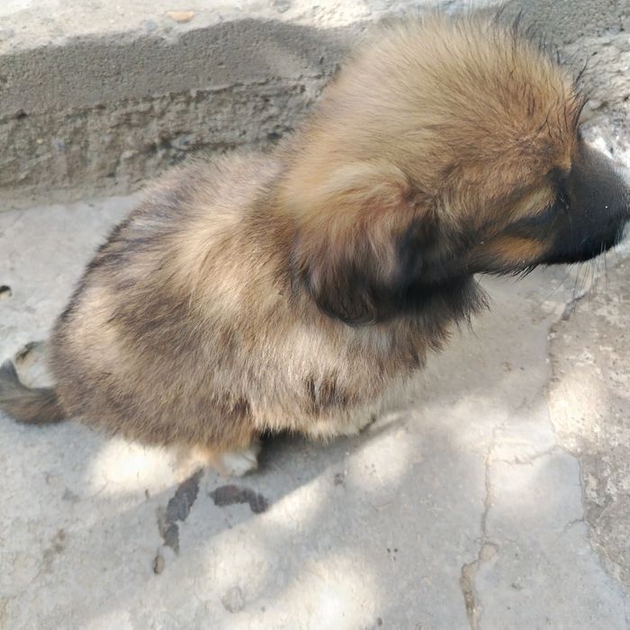 It sotiladi 3 oylik sutdan chiqqan