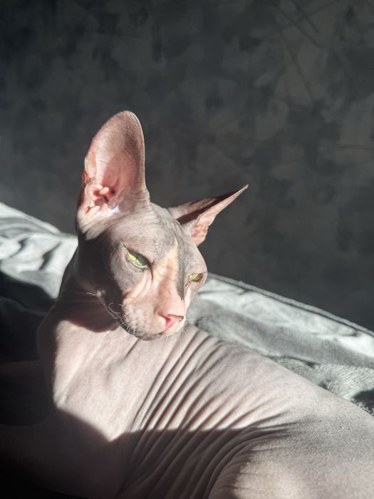 Кошка канадский сфинкс