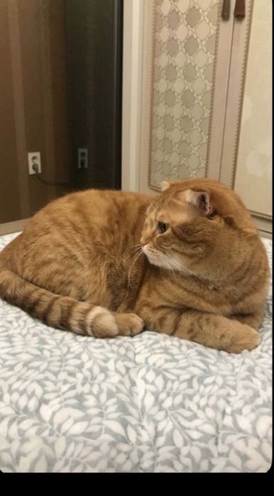 Mushuk 7.8 oylik ogilbola