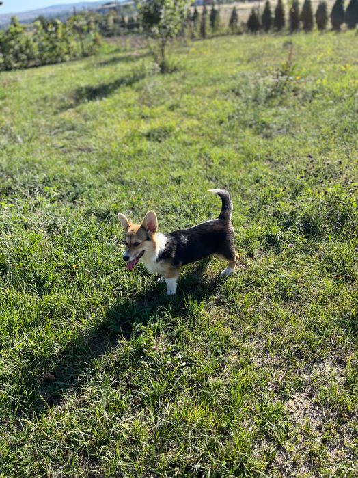 Cățelușa Welsh Corgi Pembroke